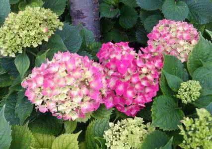 网红直播吃的芦荟的危害,误食芦荟