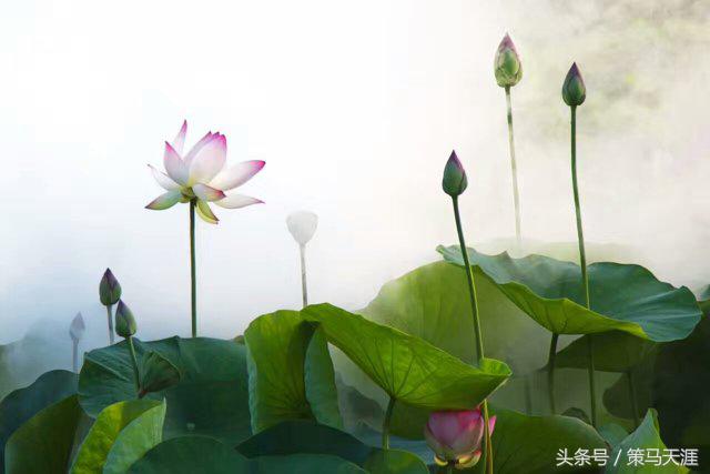 君子如荷出淤泥而不染图片,荷出淤泥而不染的隶书