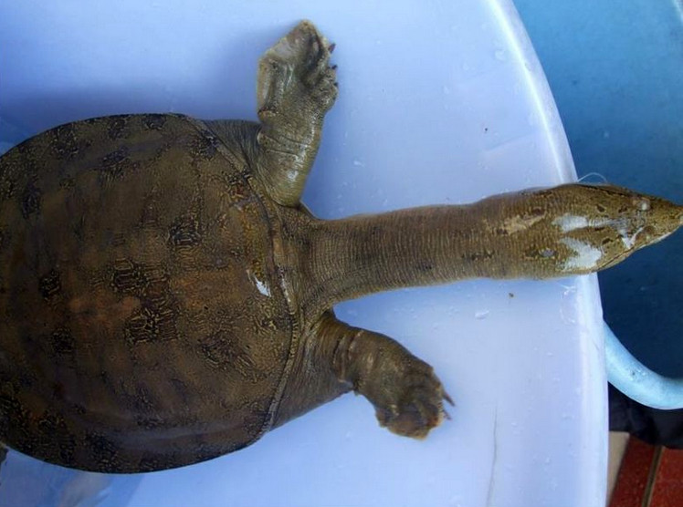 捕鱼技巧矿泉水瓶,爸爸捕鱼记