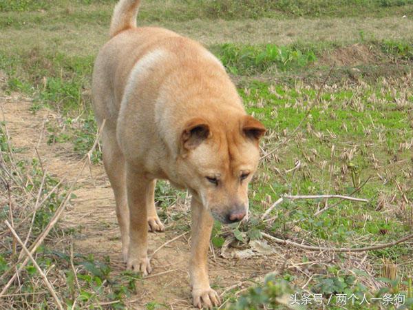 野犬抢食物被咬死,恶犬咬死野猪的全过程