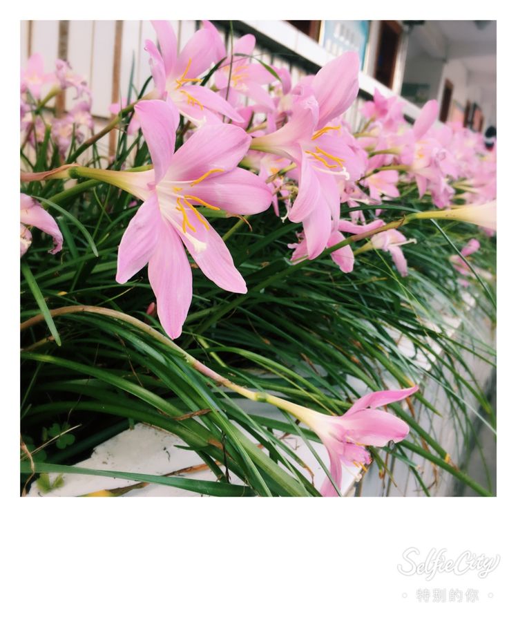 关于上栗中学,江西省上栗中学