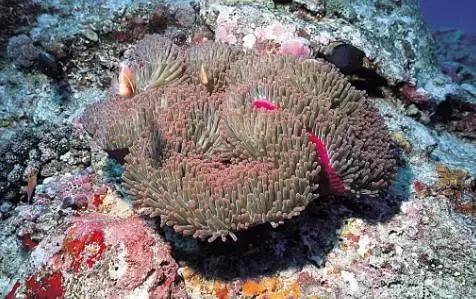 马来西亚五日游吉隆坡槟城仙本那,马来西亚仙本那和槟城哪个值得去