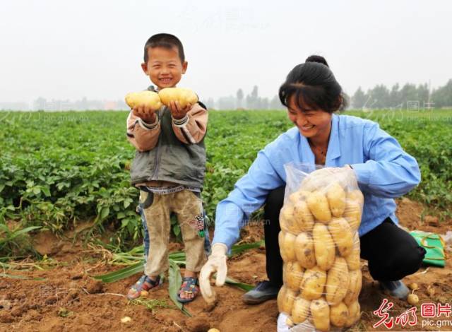 国家推进马铃薯主粮化影响,中国农业经历了几次主粮改革