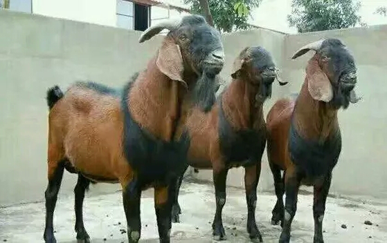 养羊领到补贴需要什么,给养殖户的福利