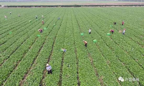 许昌蔬菜水果,许昌蔬菜