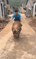 我愿成佛,我愿成佛歌曲完整版