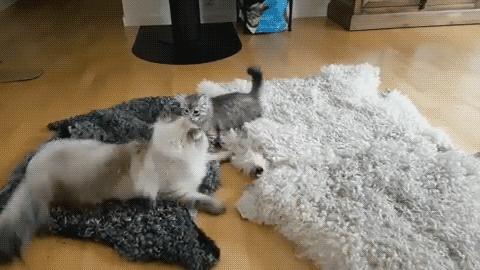 变型过程中卡住了怎么办？在线等，这走位怎能不是王者