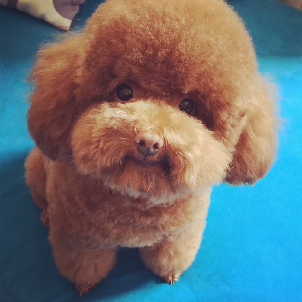 小泰迪的嘴巴好臭怎么办,你们家泰迪都喂什么东西