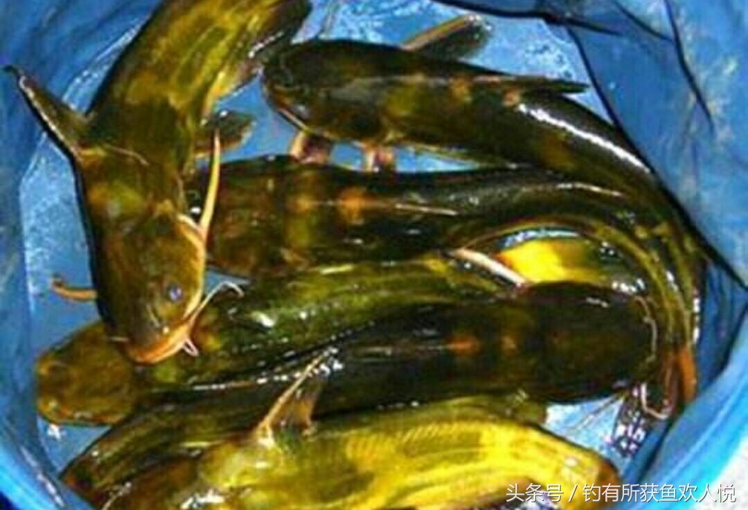 夏季钓昂刺鱼打窝,夏天钓昂刺用什么饵料