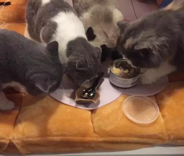 萌出血!九江这几家的撸猫店喊你来撸猫啦!美食与猫兼得!