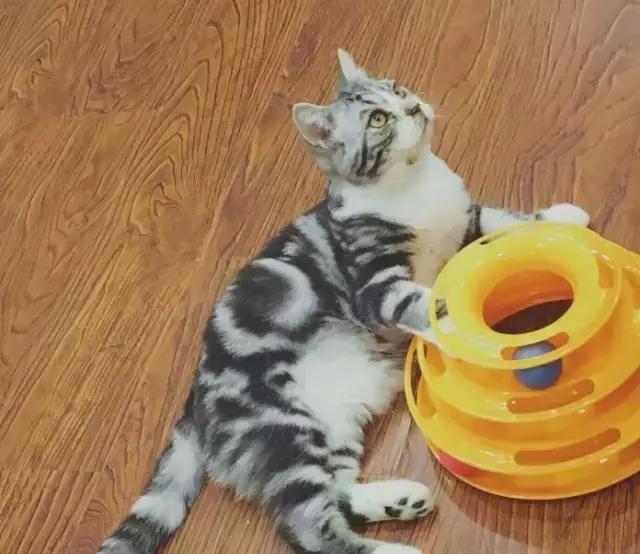 萌出血!九江这几家的撸猫店喊你来撸猫啦!美食与猫兼得!