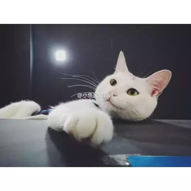 萌出血!九江这几家的撸猫店喊你来撸猫啦!美食与猫兼得!