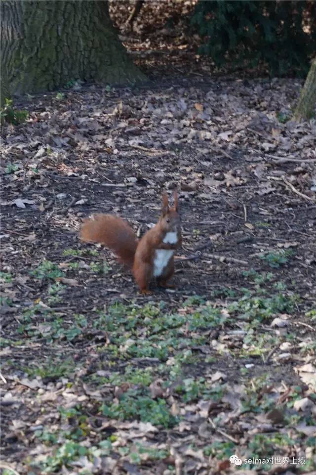 欧洲德国柏林自驾游,德国自驾游法兰克福