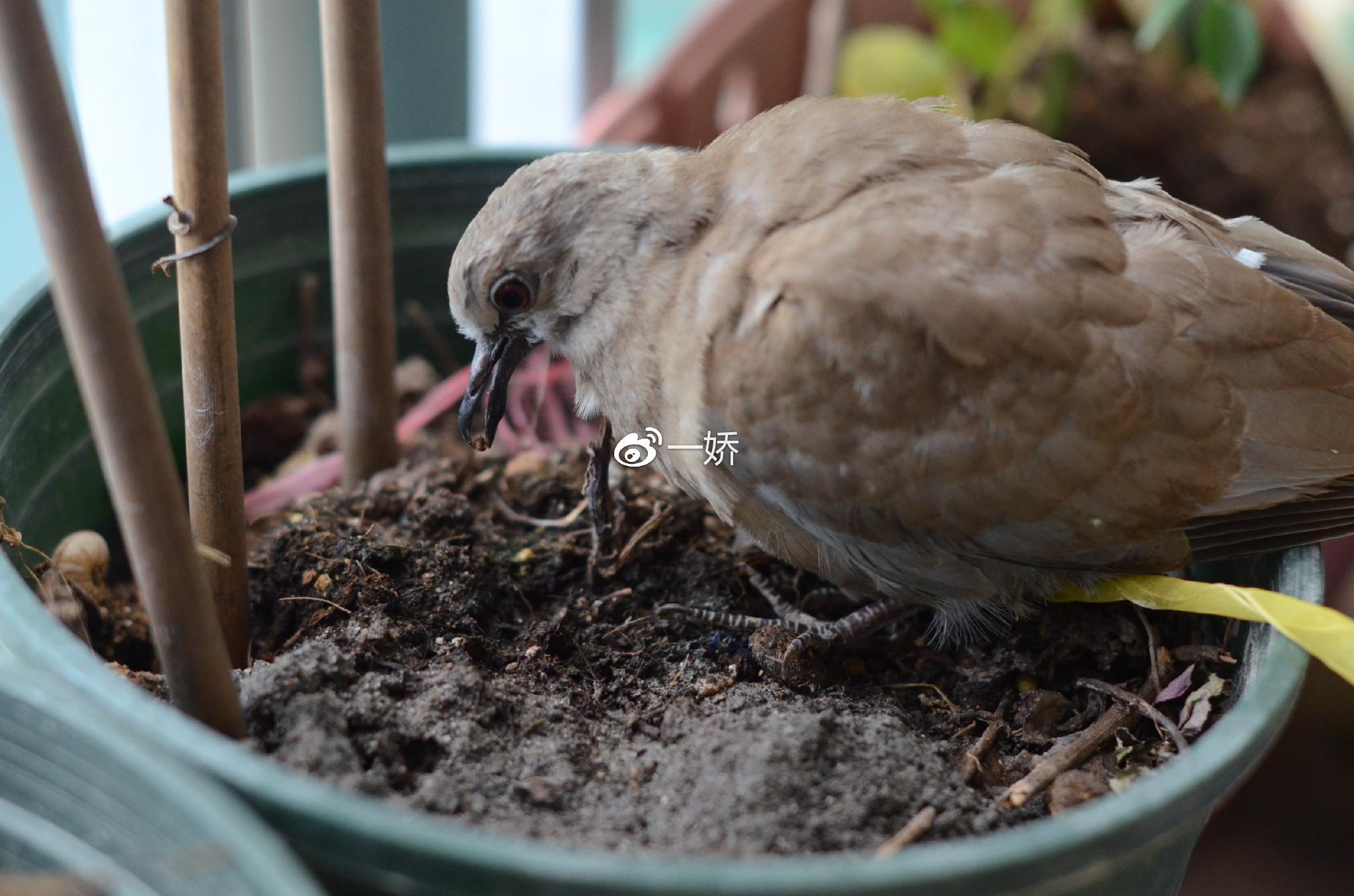 野外捡来的雏鸟拿什么给它吃,野外捡来的小鸟怎么给他喂食