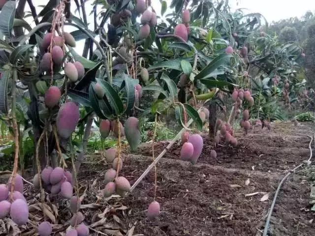 蔷薇水果店~“品控达人”的福音!