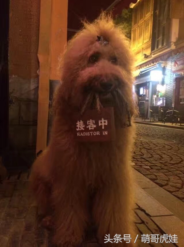 巨型泰迪不仅很拉风还是个小土豪，网友表示：投胎真是个技术活，突然觉得人不如汪