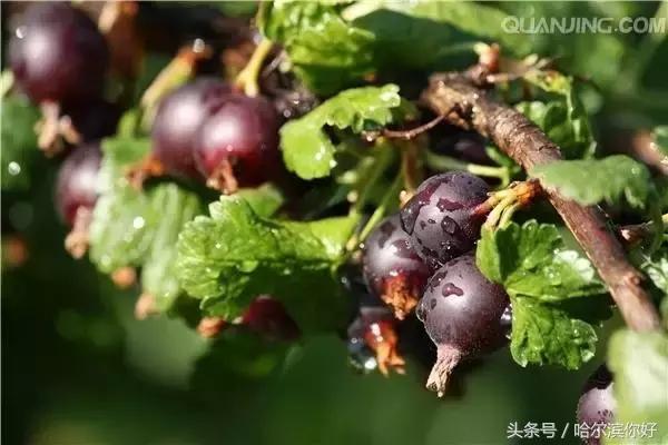 哈尔滨尚志要开挂了！如果三年后你还在尚志，将面对的竟是这些