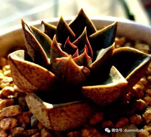 多肉爱好者必须养的有哪些多肉,心头肉多肉