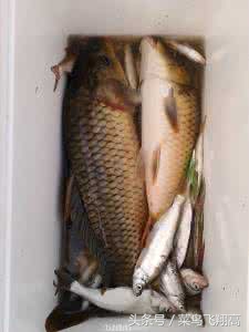 钓鱼饵料小药配方大全图解,钓鱼中药饵料配方大全图片