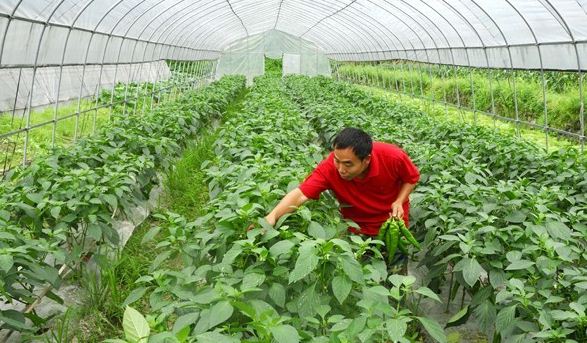艳红辣椒高产栽培管理技术,秋茬辣椒管理技术