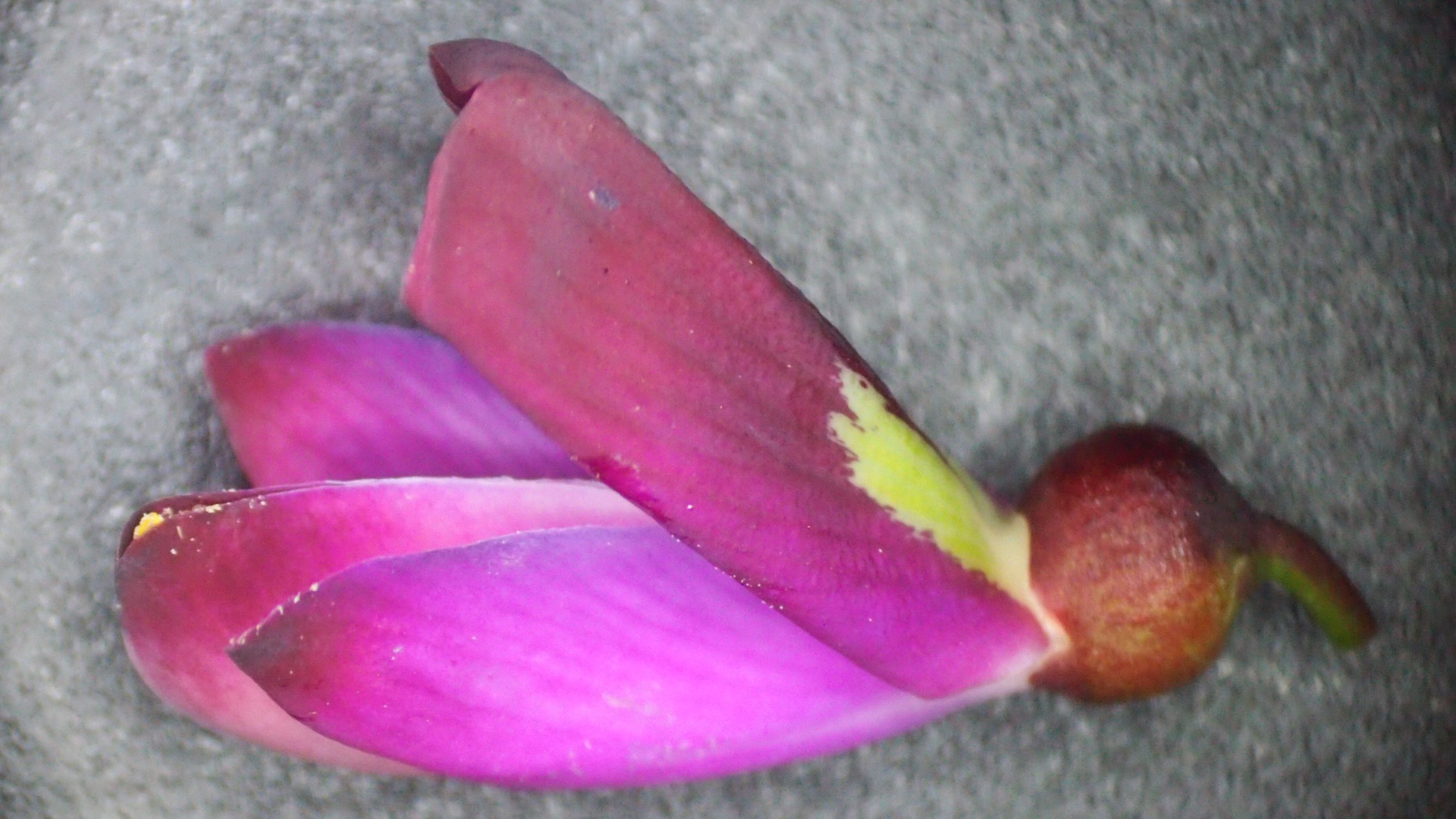 网脉崖豆藤能耐寒多少,网脉崖豆藤