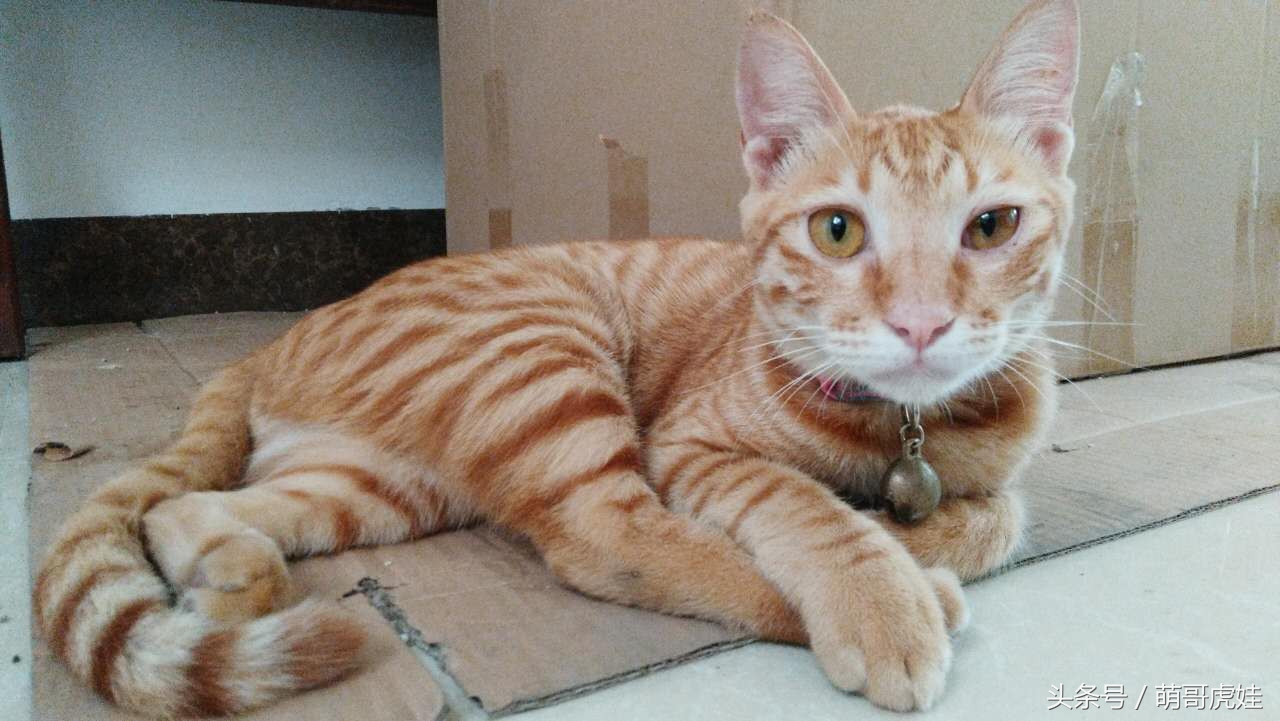 谁说天上不能掉馅饼，坐在家里也能被空降的喵星人砸中，命中注定就是铲屎官