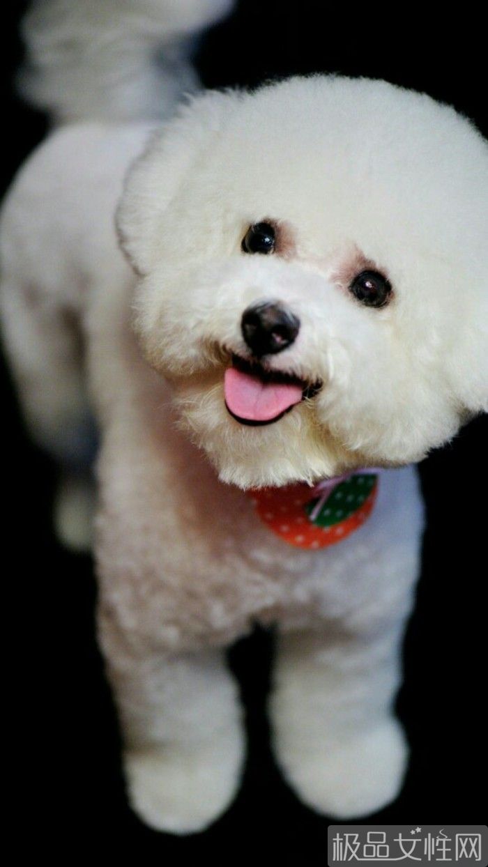 比熊犬营养食谱3个月,比熊犬营养食谱