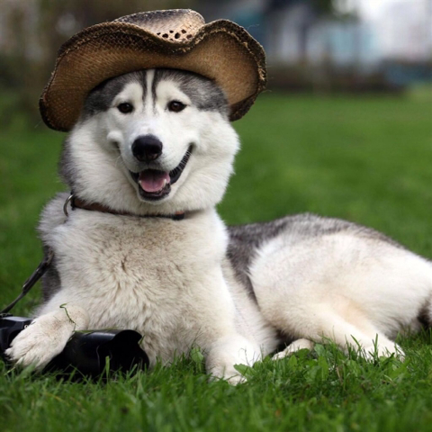 简单易学的哈士奇训练,你喜欢哈士奇吗