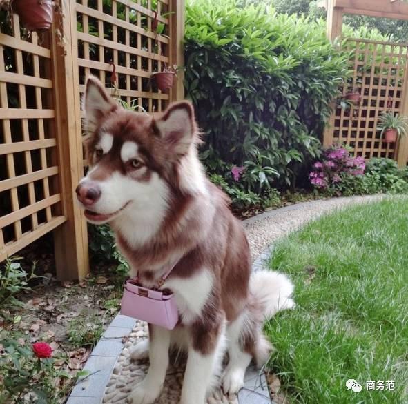 王思聪送王可可视频,王可可怎么遇到王思聪的