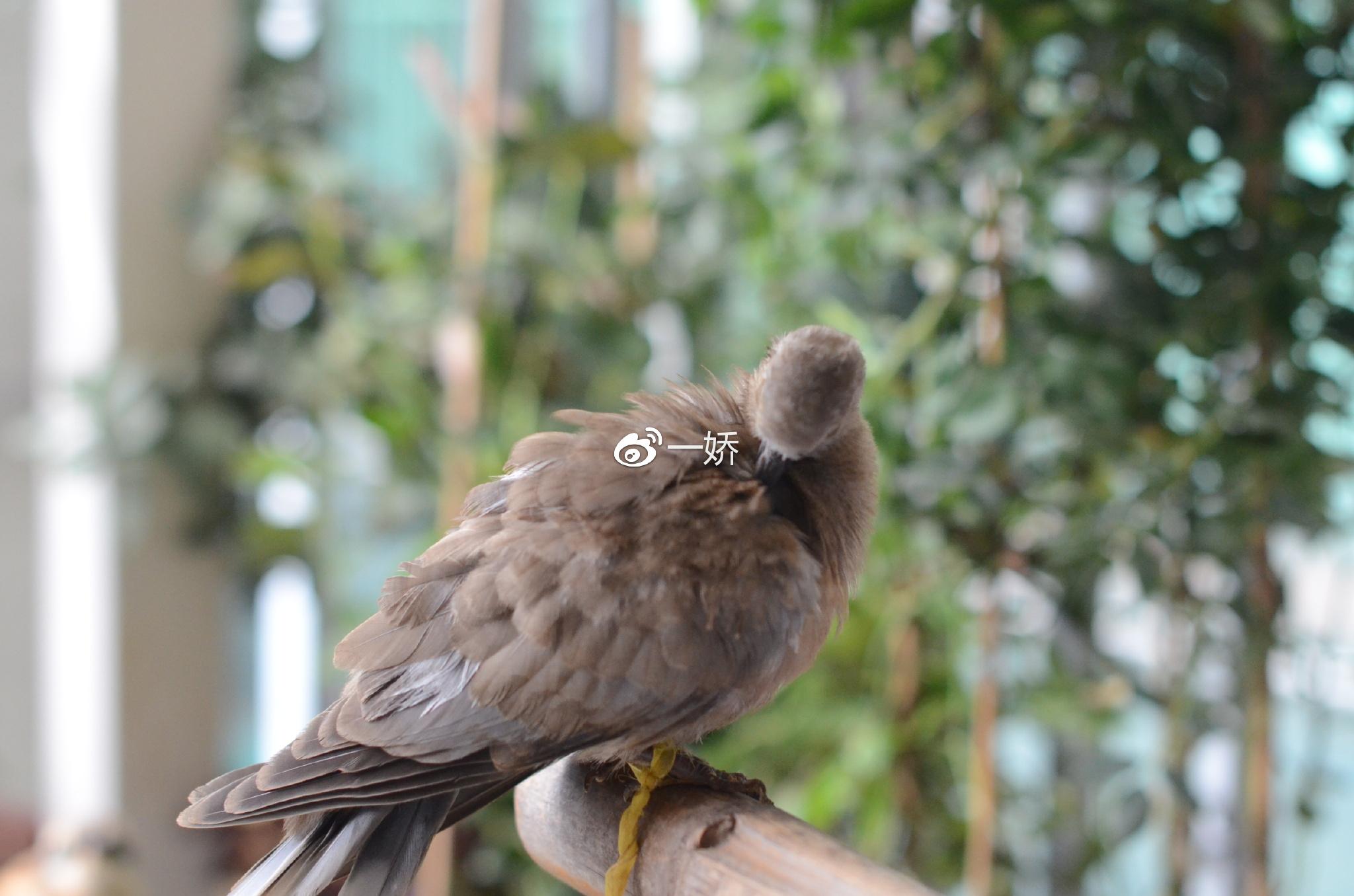 野外捡来的雏鸟拿什么给它吃,野外捡来的小鸟怎么给他喂食