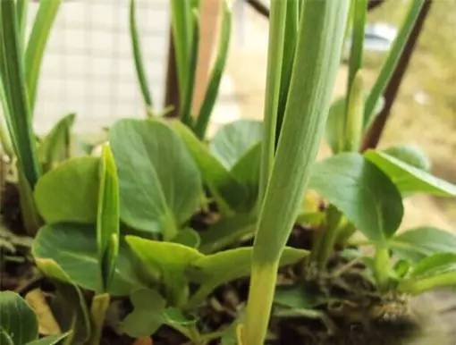 重庆小面的做法教程新手零基础学,你知道重庆小面有多少种调料