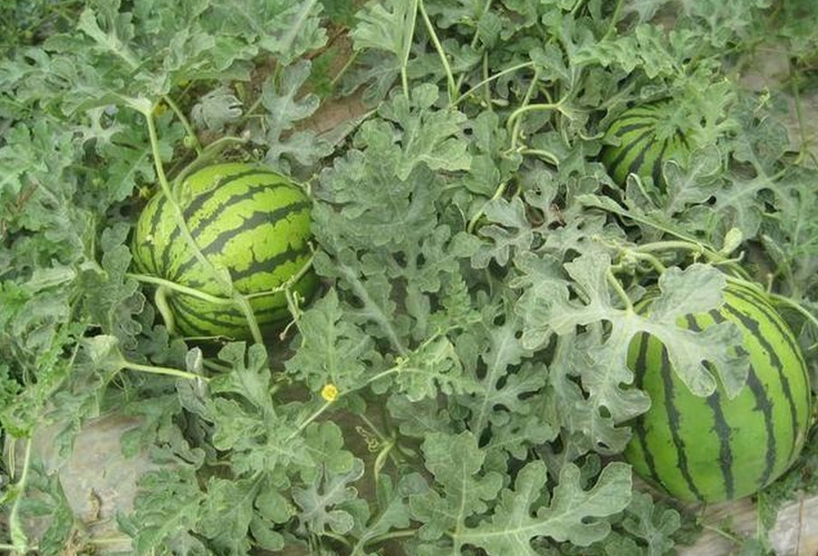 大棚西瓜被鸟啄用什么方法最有效,西瓜怎么驱鸟最快最有效