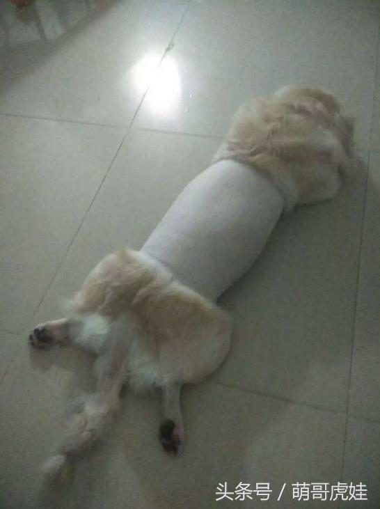 澶忓ぉ鏉ヤ簡鐚ゴ,澶忓ぉ鏉ヤ簡瑕佺粰鐚壀姣涘悧