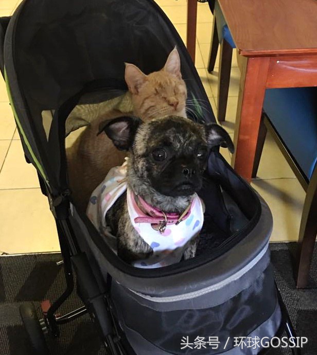 橘猫和吉娃娃谁厉害,橘猫和吉娃娃打架