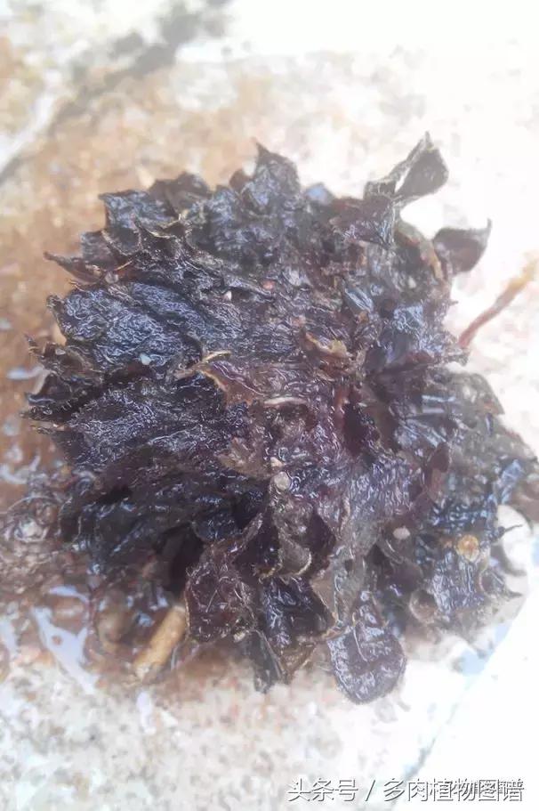 离家一个月20天,离家一个月养猪