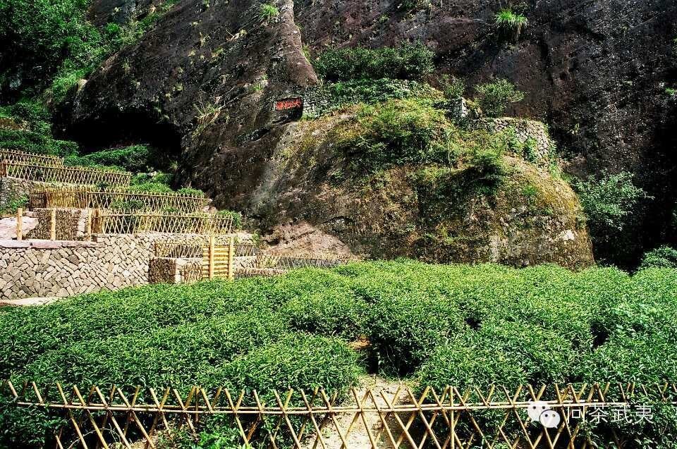 大红袍，不仅仅代表武夷岩茶