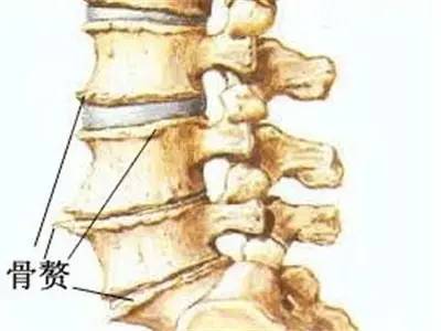 一看就懂：高清视频详细解剖腰椎结构，腰椎各疾病