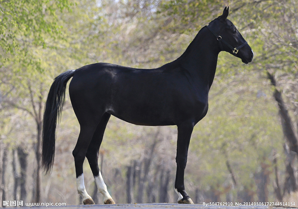 最珍稀的汗血宝马,世界上现存的汗血宝马的现状