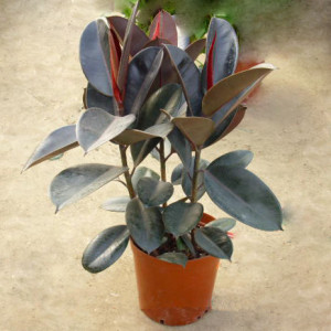 橡皮树绿植养殖方法,家庭绿植橡皮树日常护理小技巧