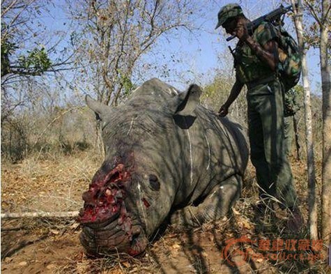 为了得到它，外国人残忍的掠杀，真正原因竟然是因为这个！