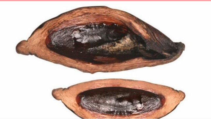 准妈妈不可以吃哪些食物,准妈妈可以吃哪些蔬菜