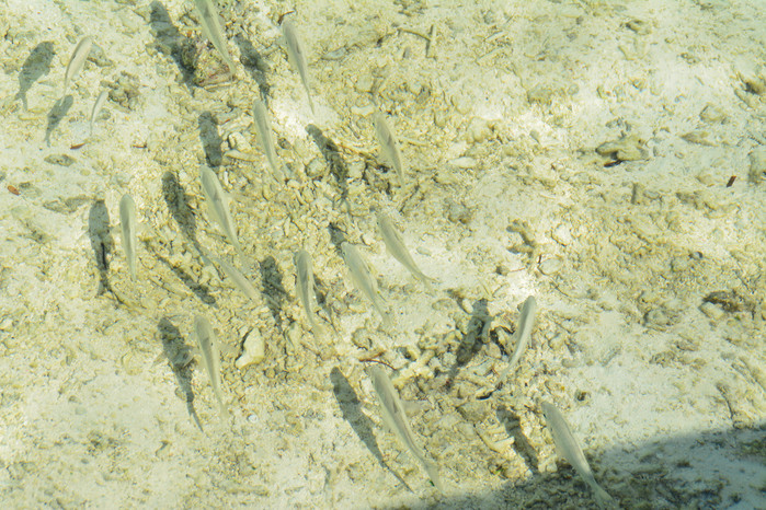 马尔代夫哈库拉岛好不好,马尔代夫哈库拉岛6日自助游