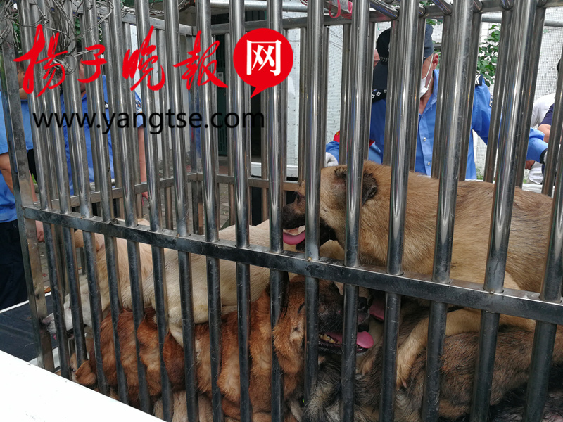 大连老太养二十多条狗扰民,无证养了20多条狗经常半夜扰民