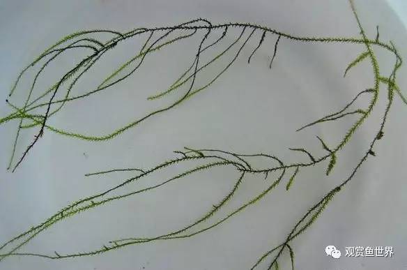 莫斯水草黑褐色,粉色莫丝水草