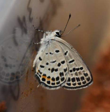 那些你不知道的益虫,虫害防治最简单的办法