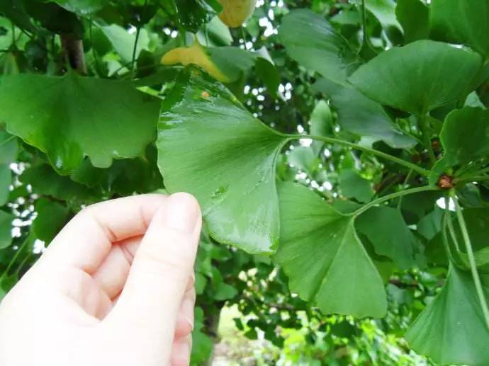 笔架山有哪些野果,笔架山桑葚