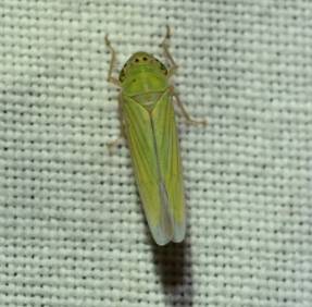 那些你不知道的益虫,虫害防治最简单的办法