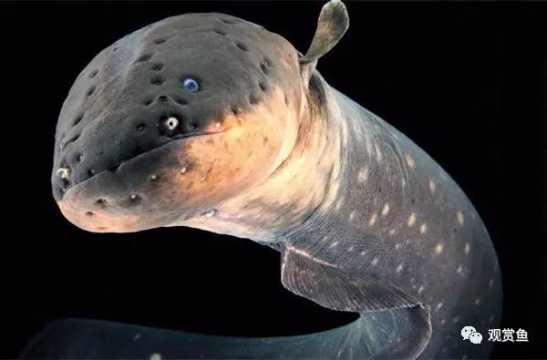 巨型电鳗鱼,电鳗鱼的视频