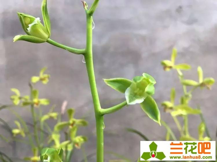 娴敓鎷炬収璇楅泦鍐呭澶у叏,娴敓鎷炬収鑼跺腑璁捐