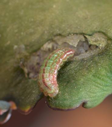 那些你不知道的益虫,虫害防治最简单的办法